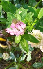 Bombus lucorum