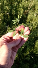 Lespedeza frutescens