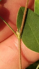 Lespedeza frutescens