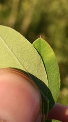 Lespedeza frutescens