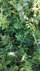 Lespedeza frutescens