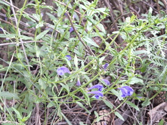 Scutellaria scordifolia