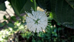 Cephalanthus tetrandra