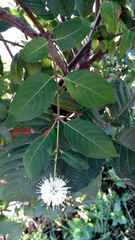 Cephalanthus tetrandra