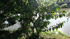 Cephalanthus tetrandra