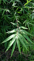 Bambusa pachinensis