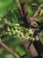 Acrotriche divaricata