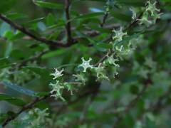 Acrotriche divaricata