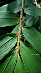 Bambusa pachinensis