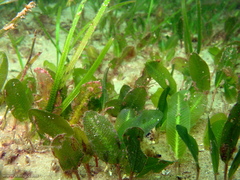 Halophila ovalis