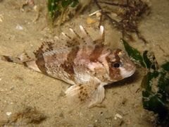 Centropogon australis