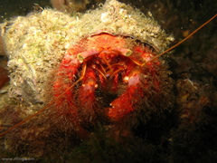 Dardanus crassimanus