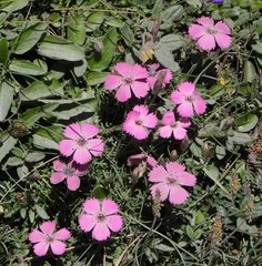 Dianthus pavonius