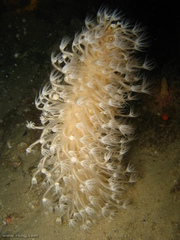 Veretillidae