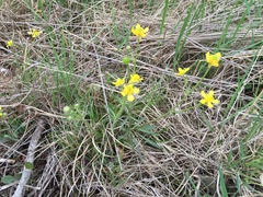 Ranunculus rhomboideus