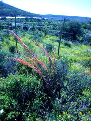 Gasteria brachyphylla