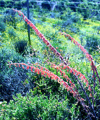 Gasteria brachyphylla