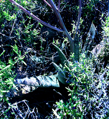 Gasteria brachyphylla