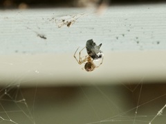Parasteatoda
