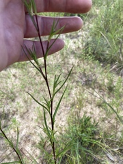 Eurybia hemispherica