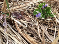 Viola nephrophylla
