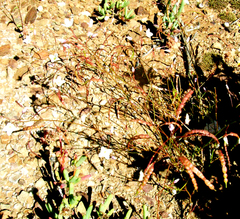 Heliophila pendula