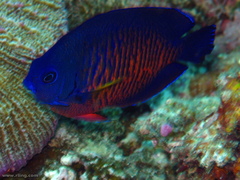 Centropyge bispinosa