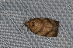 Argyrotaenia juglandana