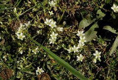 Minuartia recurva