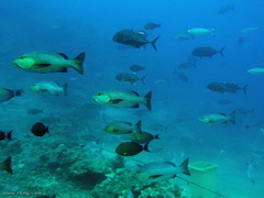 Caranx ignobilis