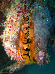 Spondylus varius image