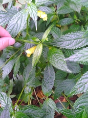 Impatiens tayemonii