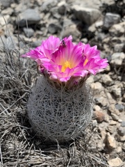 Rapicactus beguinii