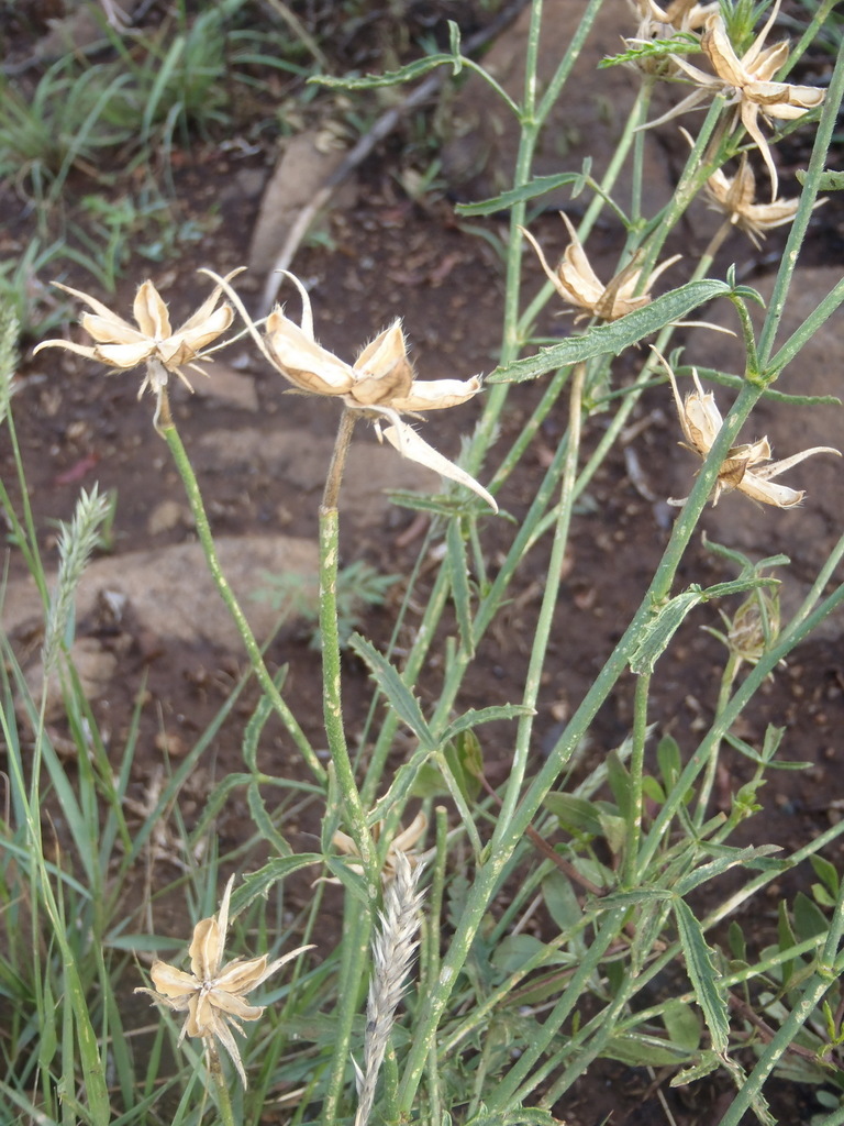 dicots from Bayswater, Bloemfontein, 9301, South Africa on December 14 ...