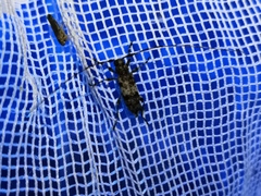 Acanthocinus griseus