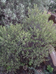 Euclea crispa ovata