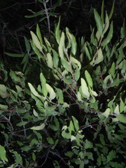 Euclea crispa ovata