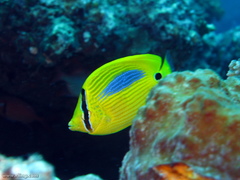 Chaetodon plebeius