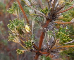 Phyllota pleurandroides