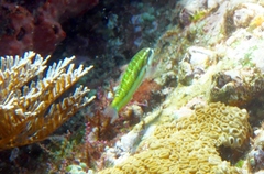 Thalassoma quinquevittatum