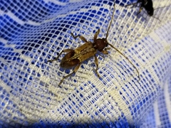 Trichoferus pallidus