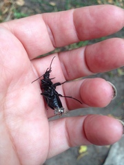 Carabus stscheglowi