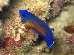 Centropyge bispinosa