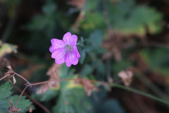 Geranium × oxonianum