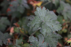 Geranium × oxonianum