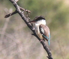 Halcyon chelicuti chelicuti