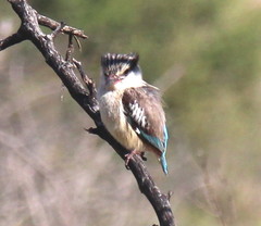 Halcyon chelicuti chelicuti