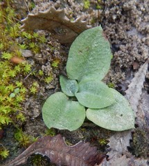 Pterostylis sanguinea