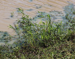 Echinochloa pyramidalis