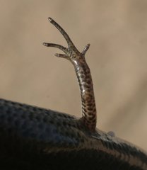 Lowlands Earless Skink photo 3